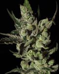 Exodus Cheese Feminized Seeds
