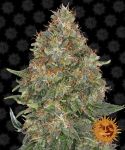 Pineapple Express Auto Feminized Seeds