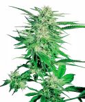 Big Bud Feminized Seeds