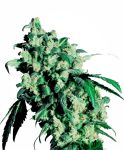 Super Skunk Feminisiert Samen
