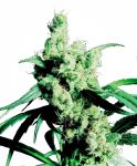 Silver Haze Feminisiert Samen
