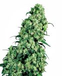 Skunk #1 Feminizowane Nasiona