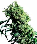 NL#5 x Haze Feminisiert Samen