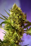 Big Devil #2 Auto Feminised Seeds