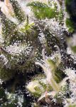Cream Caramel Auto Feminisiert Samen