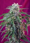 Green Poison Auto Féminisée Graines