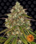 Liberty Haze Feminisiert Samen