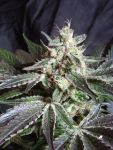 Black Jack Feminized Seeds