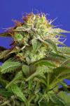 Green Poison Feminised Seeds