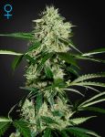 Northern Lights Auto Feminized Seeds