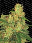 Acid Auto Feminised Seeds