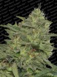 Original Cheese (IBL) Feminised Seeds