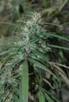 Green Haze Régulier Graines