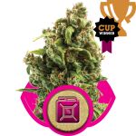 Sour Diesel Feminizowane Nasiona