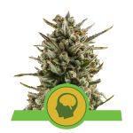 Amnesia Haze Auto Feminisiert Samen