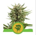 Sweet Skunk Auto Feminizowane Nasiona