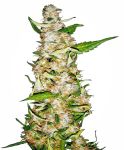 Skunk #1 Auto Feminised Seeds
