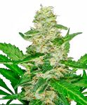 Super Skunk Auto Feminizowane Nasiona