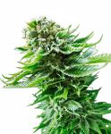 Northern Lights Auto Feminizowane Nasiona