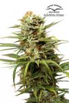 White Widow Auto Feminizowane Nasiona