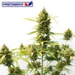 Critical Express Autoflowering Feminised Seeds