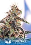Claustrum Feminised Seeds