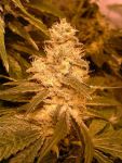 Kush Auto Feminised Seeds