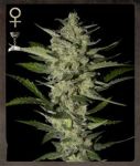 Flowerbomb Kush Feminised Seeds