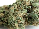 Original Skunk #1 Regularny Nasiona
