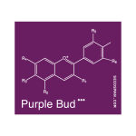 Purple Bud Regularny Nasiona