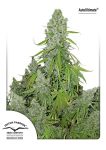 Ultimate Auto Feminised Seeds