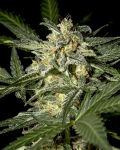 White Widow Auto Feminized Seeds