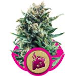 Blue Cheese Feminizowane Nasiona