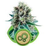 Bubble Kush Auto Feminisiert Samen