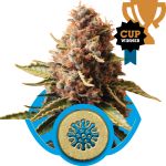Euphoria CBD Féminisée Graines