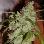 Fruity M Mas BCN Feminised Seeds