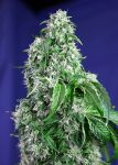 Big Devil F1 Fast Feminized Seeds