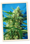 NYC Diesel Auto (formerly Ice Cool Auto) Feminized Seeds