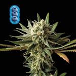 Blueberry Feminisiert Saatgut