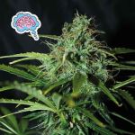 Amnesia Régulier Graines