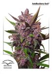 Blackberry Kush Auto Feminizowane Nasiona