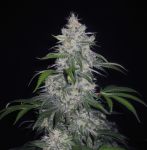 Fantasmo Express Auto Feminised Seeds