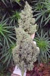 Ripley's OG Auto Feminised Seeds