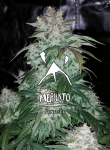 S.O.D.K Auto Feminised Seeds