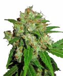 Sensi Skunk Feminisiert Samen
