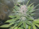 Blueberry Cheesecake Feminised Seeds