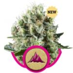 Critical Kush Feminisiert Samen