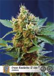 Cream Mandarine XL Auto Feminizowane Nasiona