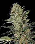 Exodus Cheese Auto Feminizowane Nasiona