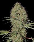 Super Bud Auto Féminisée Graines